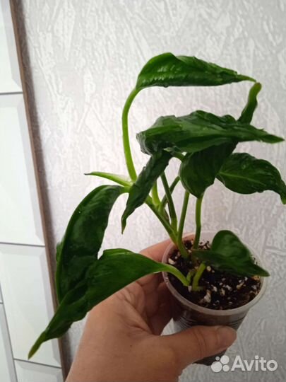 Эпипремнум Годзилла