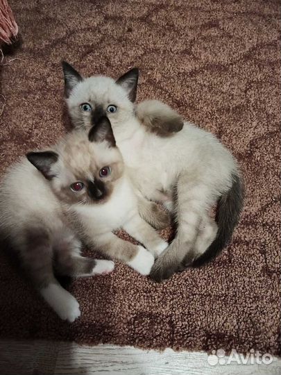 Отдам в добрые руки котят