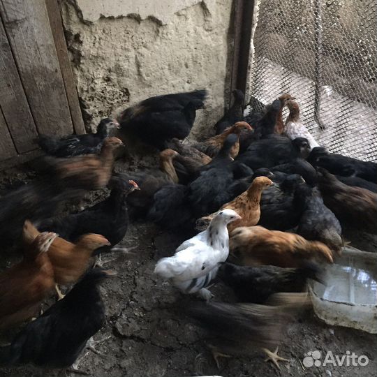 Домашняя птица