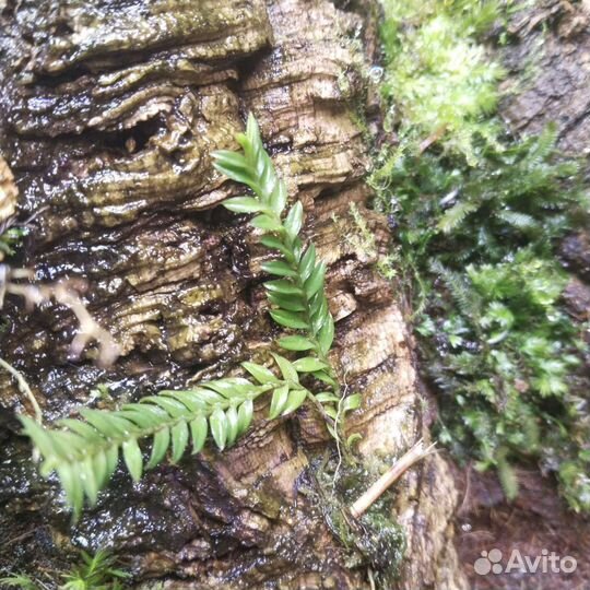 Растения для флорариума- террариума