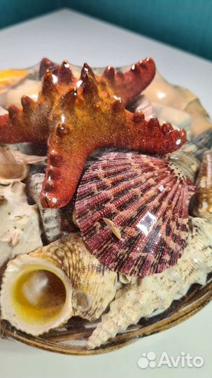 Набор ракушек