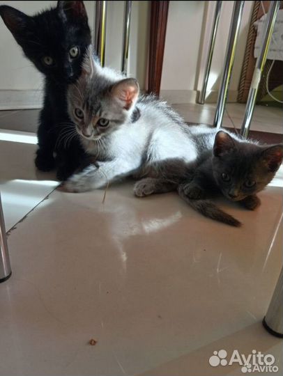 Котята в добрые руки