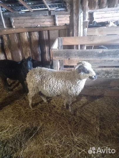 Овцы,Бараны