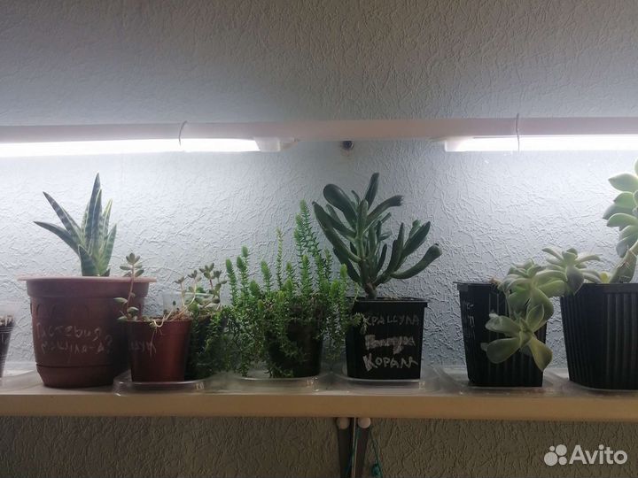 Суккуленты