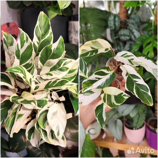 Комнатные растения 9