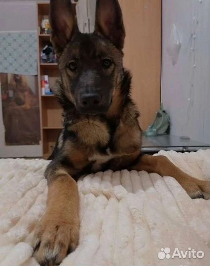 Собака в добрые руки