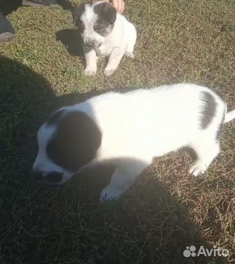 Собаки бесплатно в добрые руки щенки