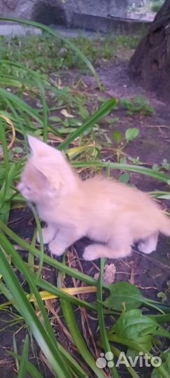 Рыжик ищет дом