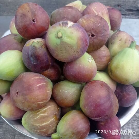 Саженцы инжира