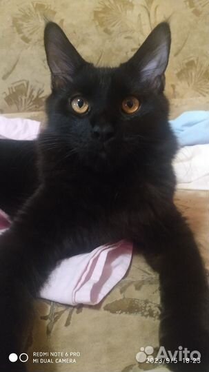 Кошки мейн-кун бесплатно