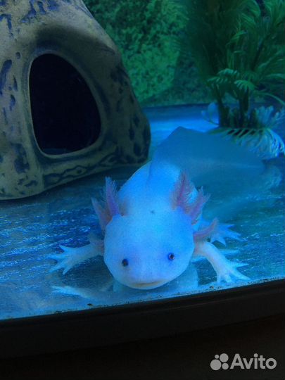 Аквариум Готовый Укомплектованный Аквариум