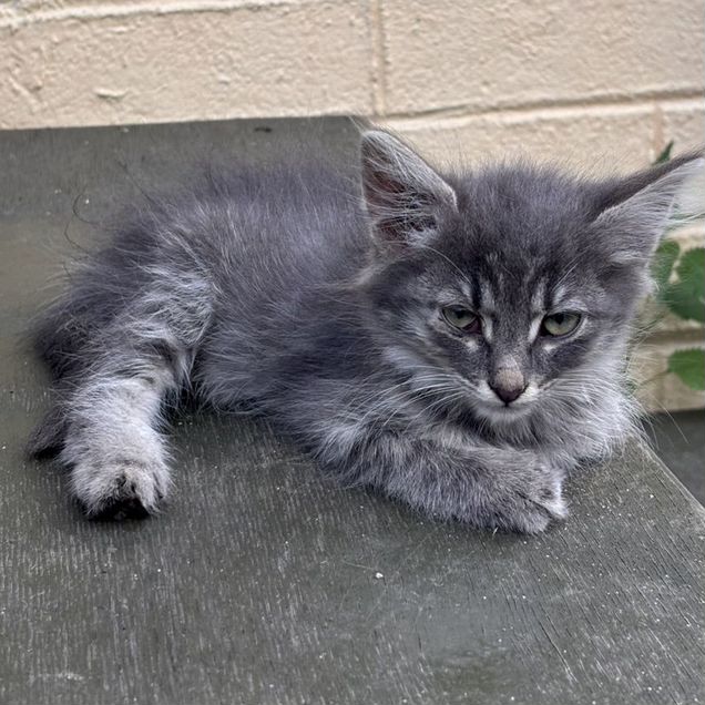 Котёнок в добрые руки