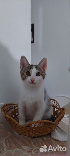 Котенок девочка в добрые руки