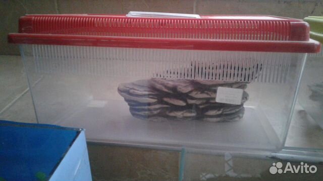 Черепашатник пластиковый