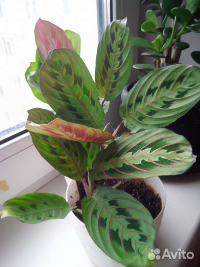 Маранта триколор