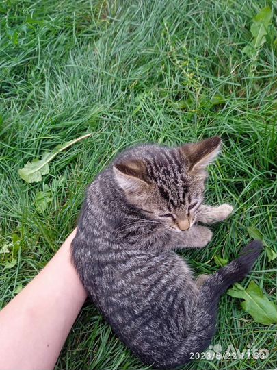 Отдам тигрицу