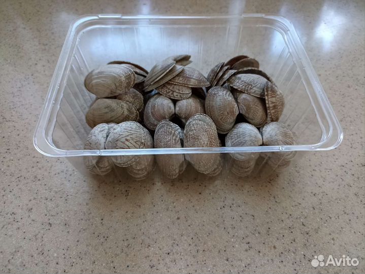 Ракушка океаническая