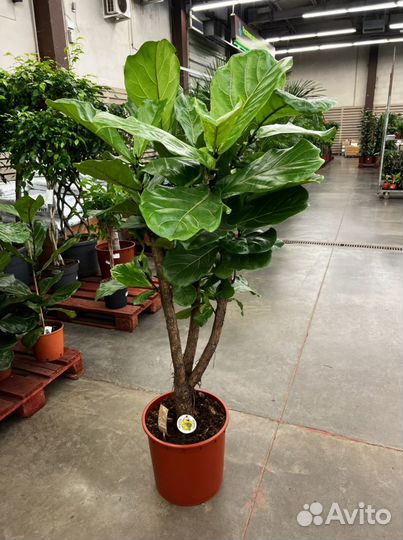 Фикус лирата разветвленный H 160