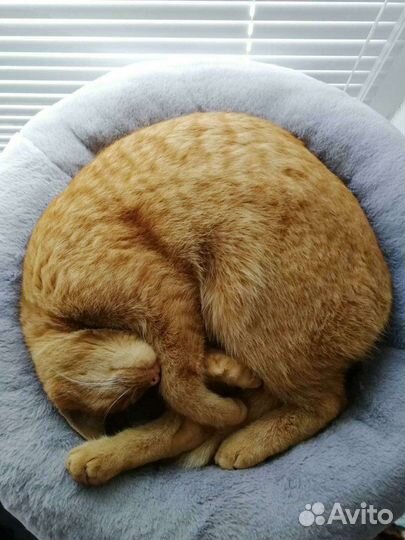 Новый домик для кошек без