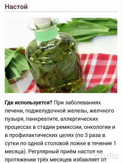 Золотой ус (без горшка)