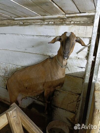 Нубийские козы