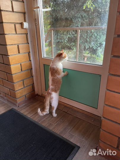 Кот Василий