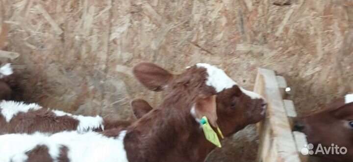 Телята с доставкой за наш счёт