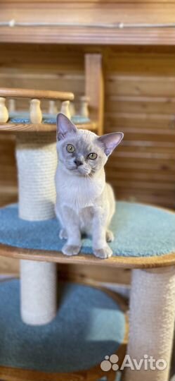 Бурманские котята