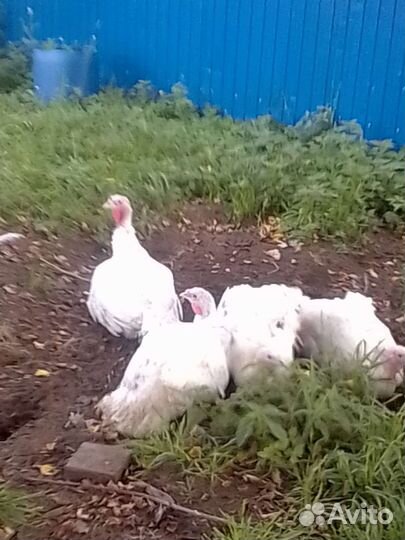 Индюки биг 6