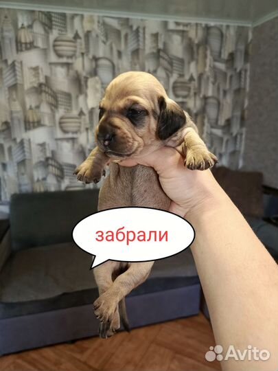 Щенки мини таксы осталась 1 девочка