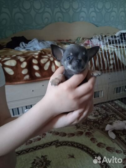 Щенки чихуахуа