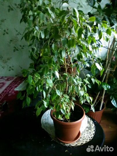 Комнатные цветы