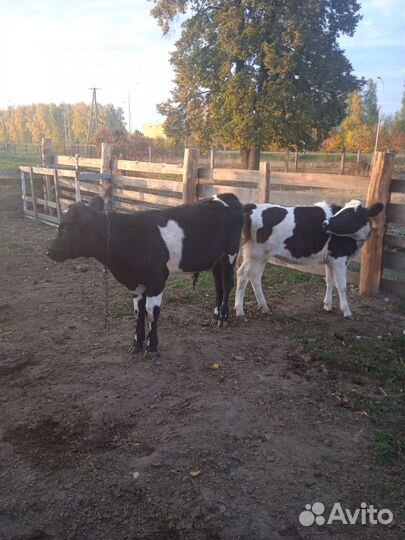 Бычки телки