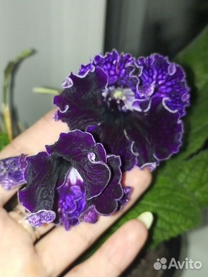 Стрептокарпусы