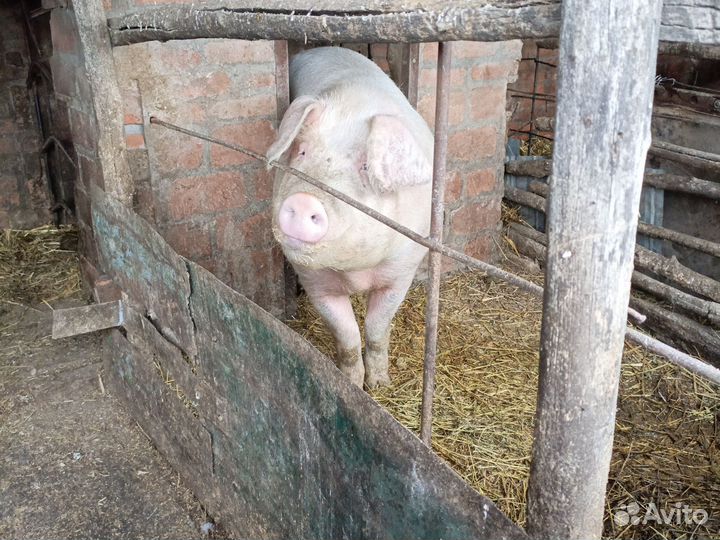 Хряк на племя