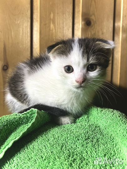 Вислоухие котята
