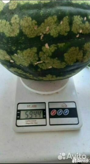 Свои семена арбуза Кримсон Свит