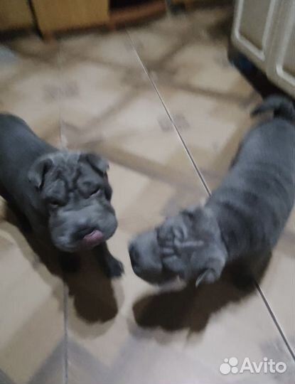 Щенки шарпей