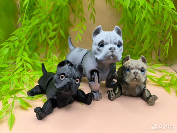 Американский булли и чихуа