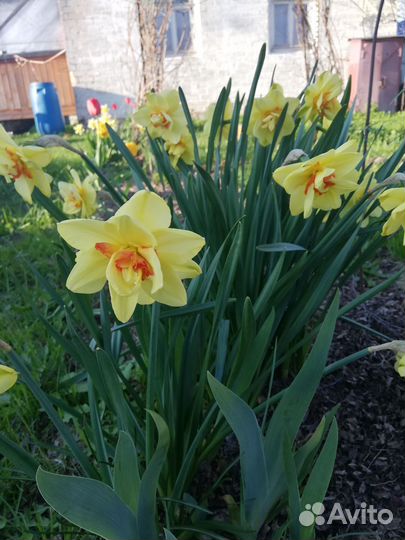 Луковицы нарциссов