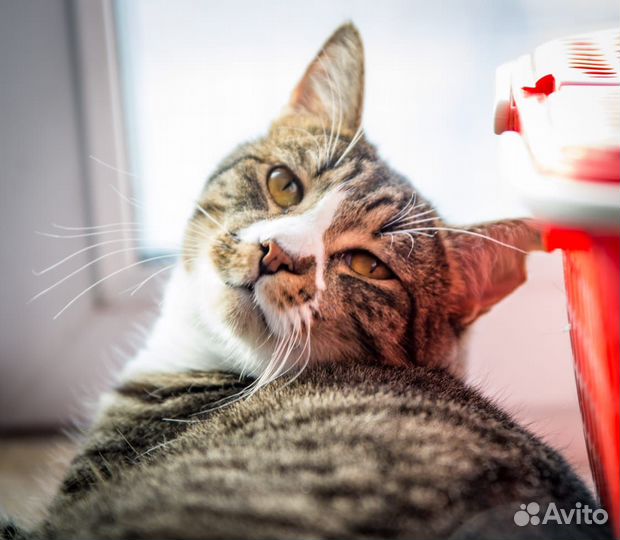 Отдам котика Чака