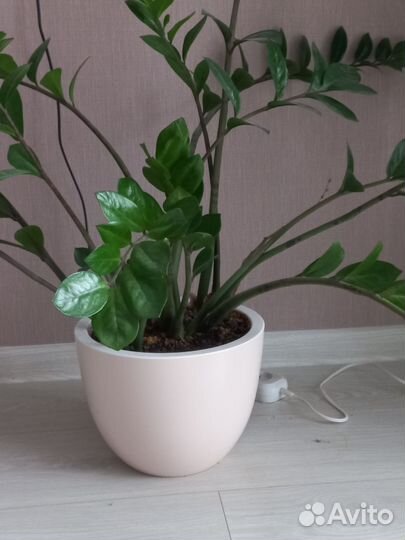 Замиокулькас и фикус