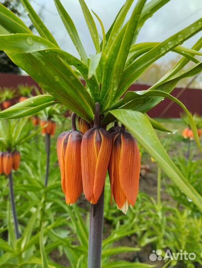 Рябчик императорский