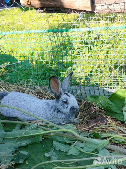 Кролики бсс