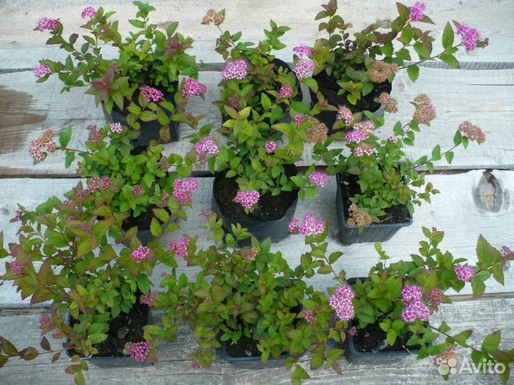 Спирея японская 'Little Princess' саженцы зкс