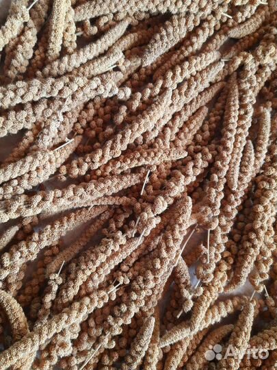 Сенегальское просо в колосьях