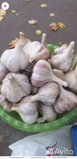 Чеснок домашний