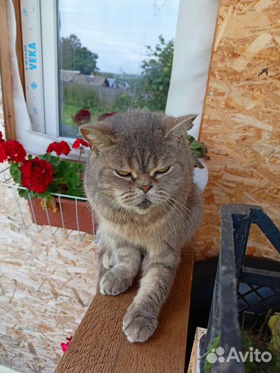 Шотландский кот