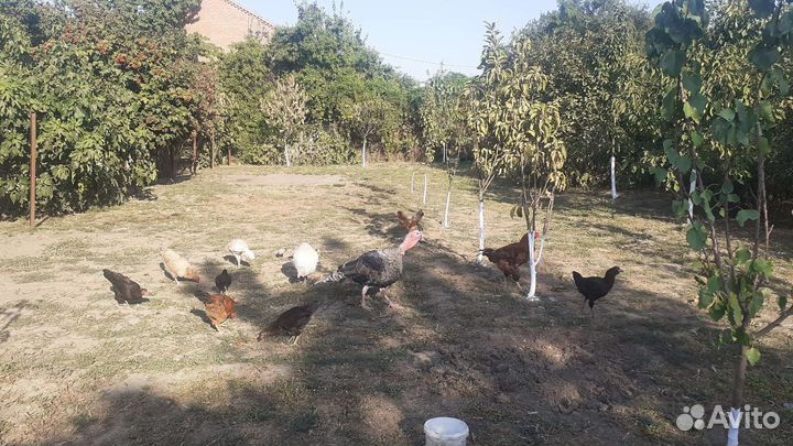 Куры и петухи