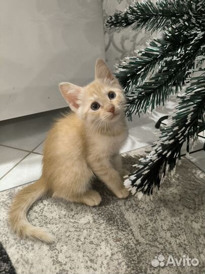 Рыженький котёнок